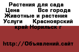 Растения для сада › Цена ­ 200 - Все города Животные и растения » Услуги   . Красноярский край,Норильск г.